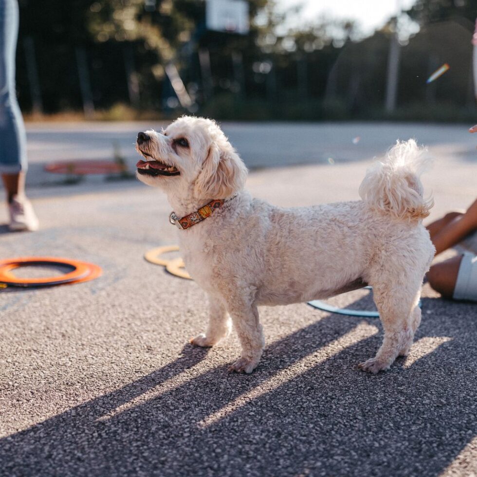 About Happy Tails Doggie Daycare & Boarding Springfield MO