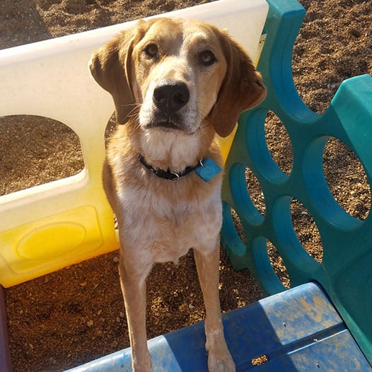 a dog sitting on a playground