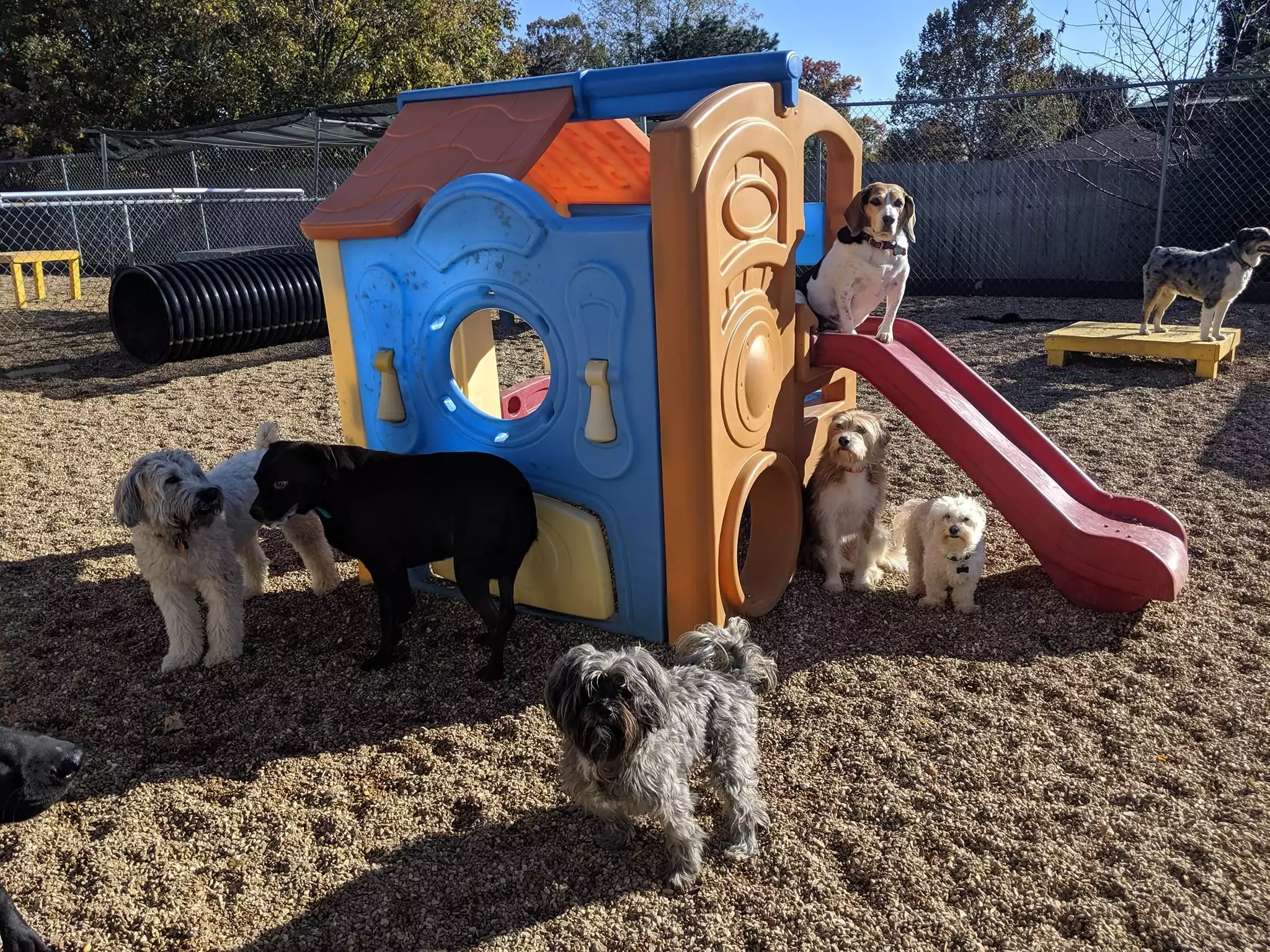 Dogs playhouse happy tails