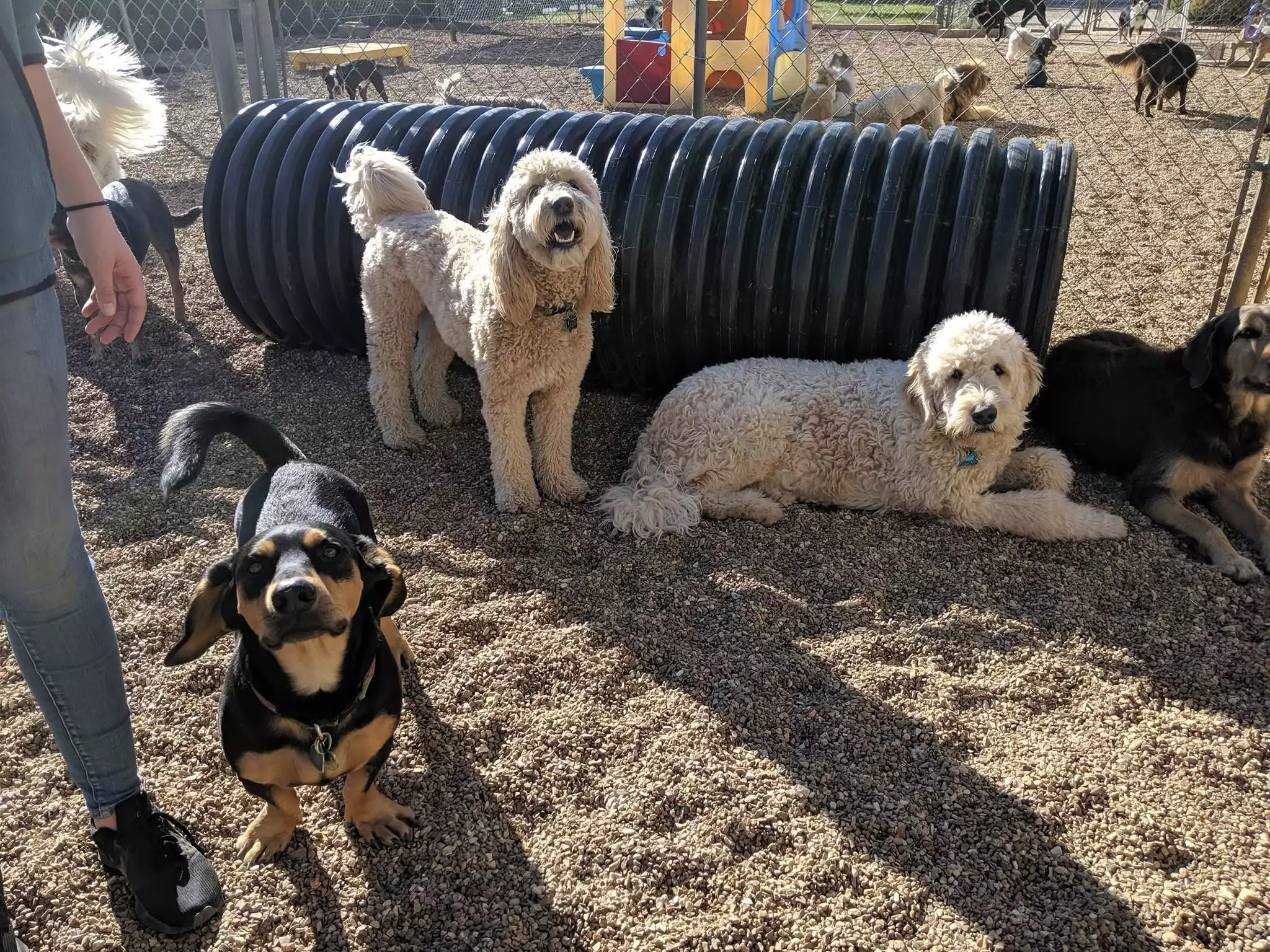 group of dogs Hanging out outside at happy tails