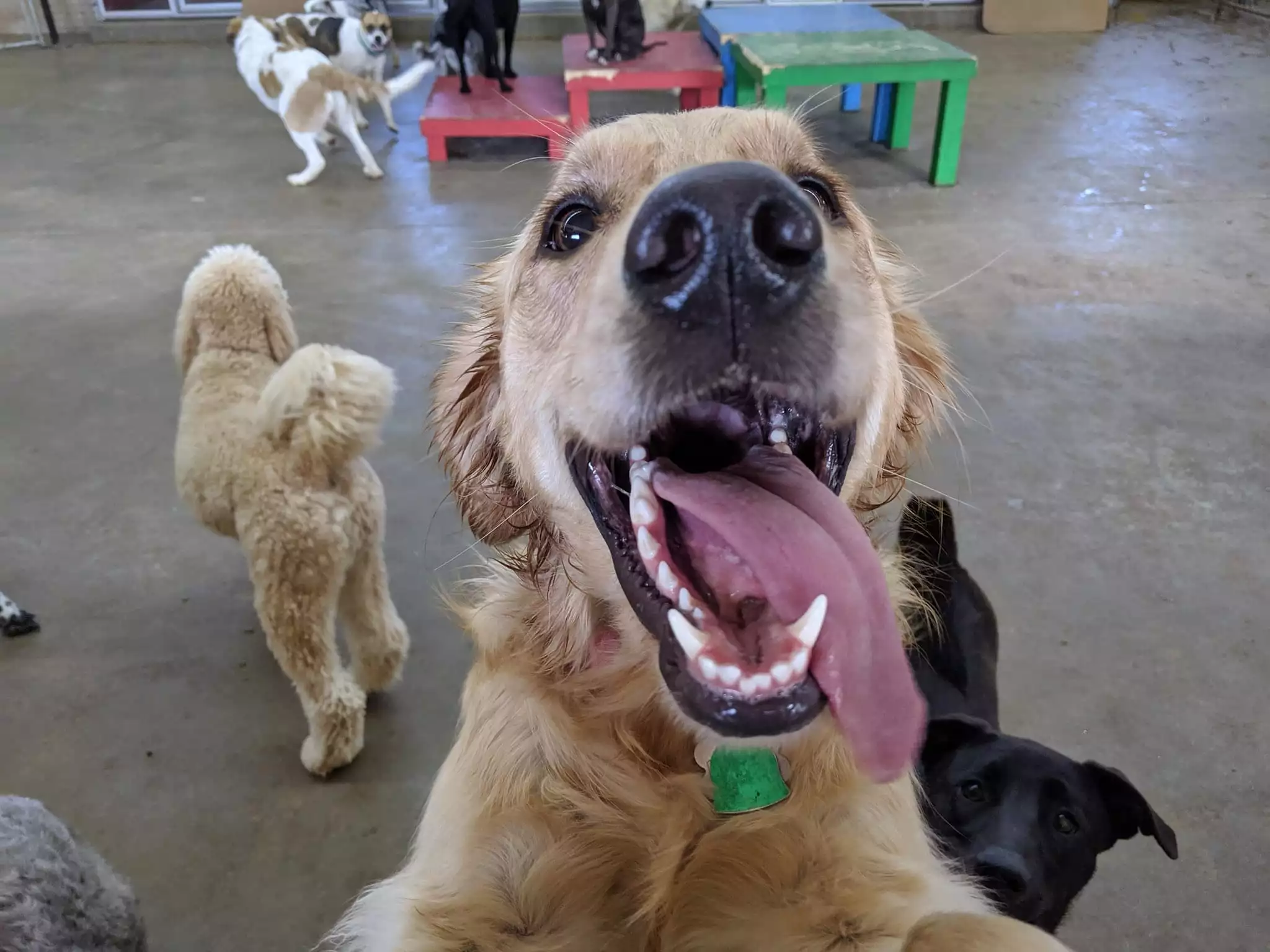 Happy dog with tongue out at happy tails