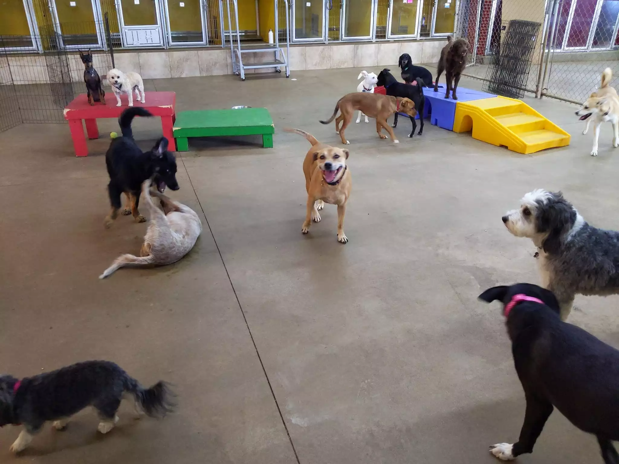 Indoor play at happy tails