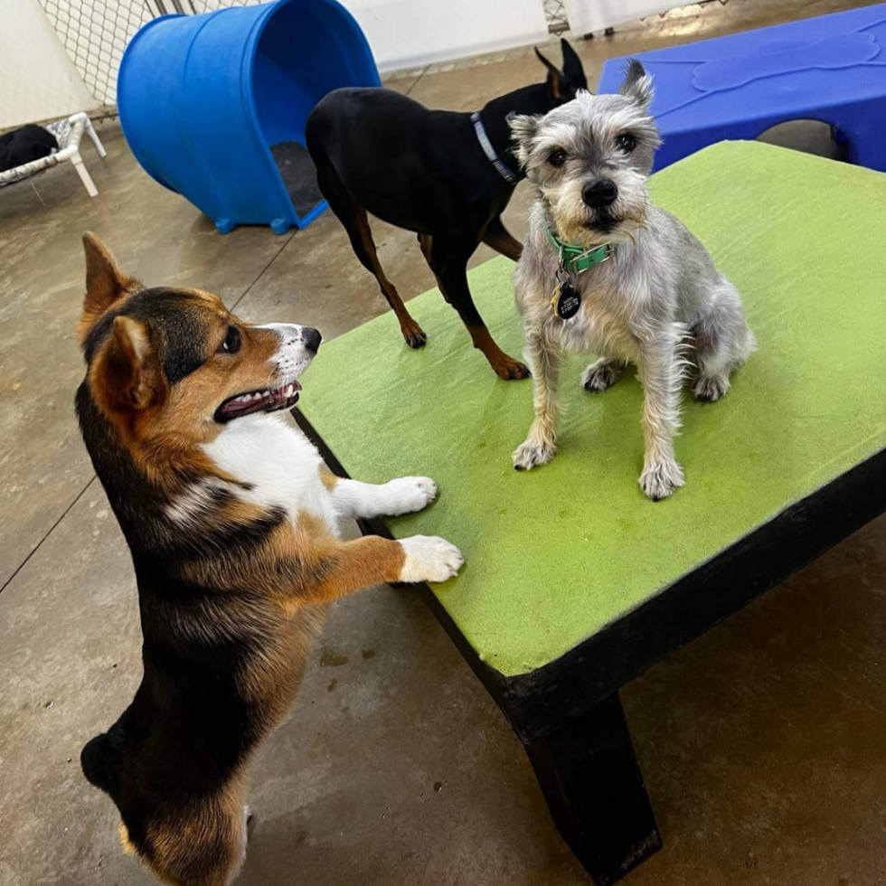 Best Pet Daycare & Boarding In Springfield, MO Happy Tails